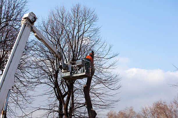 Professional Tree Care in Great Bend, NY