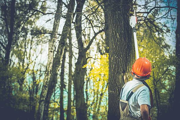 How Our Tree Care Process Works  in  Great Bend, NY